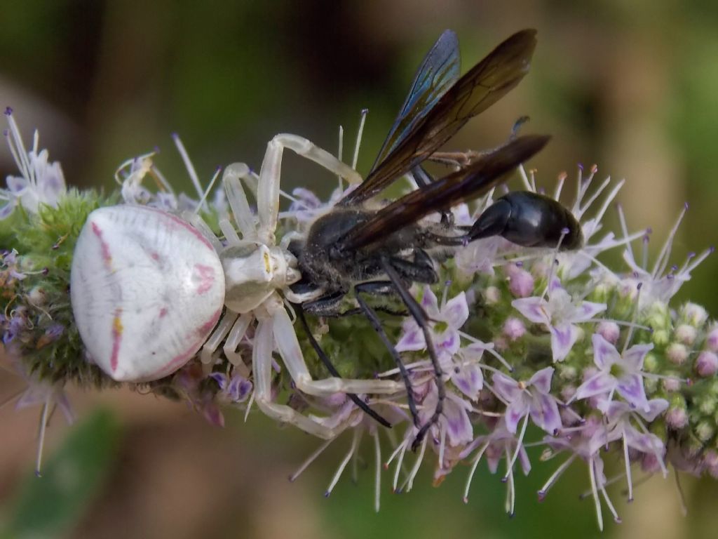 Sphecidae: Isodontia mexicana predata da ragno Tomisidae